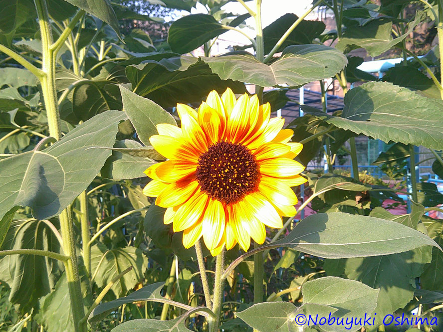 ひまわりの花の写真