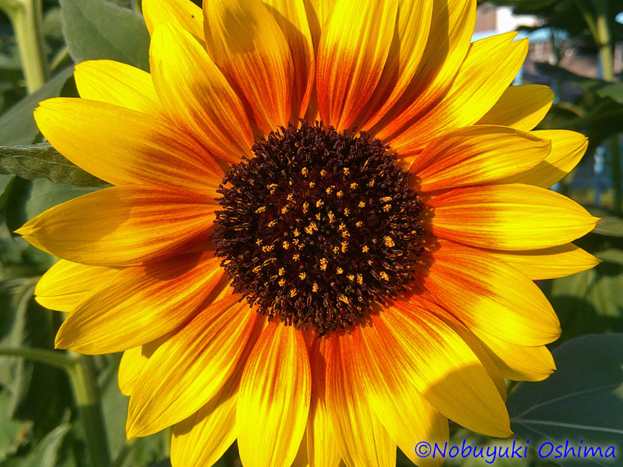 ひまわりの花びらの写真