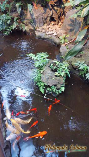 中庭の池に泳ぐ鯉-銭湯「滝野川 稲荷湯（たきのがわ いなりゆ）」