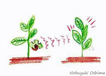 芋虫に葉っぱを食べられていることを仲間に知らせている植物の様子のイラスト絵-Nobuyuki Oshima(大嶋 信之)