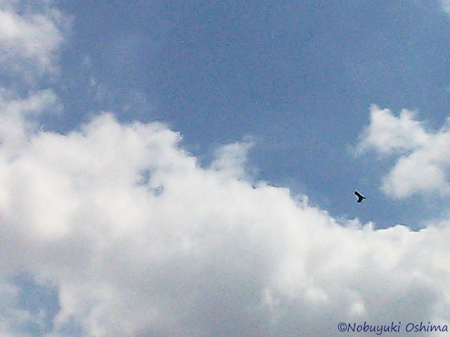 埼玉県和光市の和光樹林公園上空の写真に映ったUFO(2013年5月3日 大嶋信之撮影)