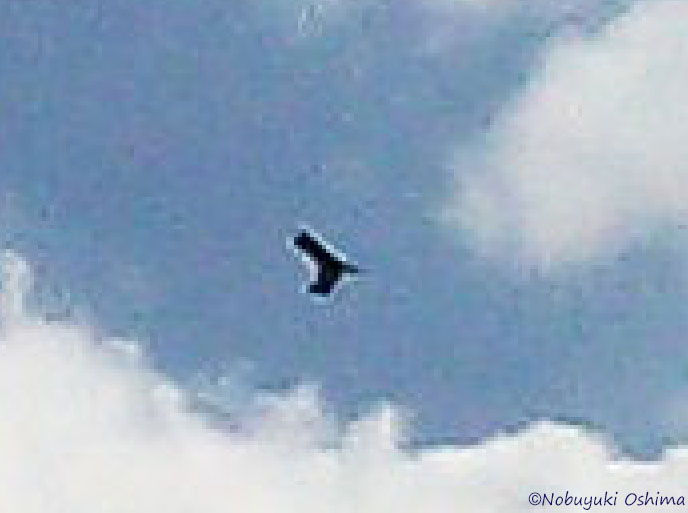 埼玉県和光市の和光樹林公園上空の写真に映ったUFOの拡大(2013年5月3日 大嶋信之撮影)