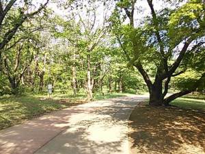 和光樹林公園のウォーキングコース