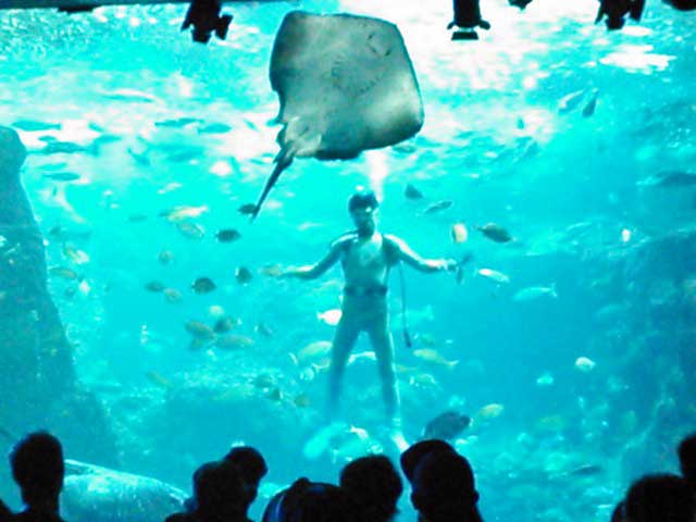 エイのショー(新江ノ島水族館)
