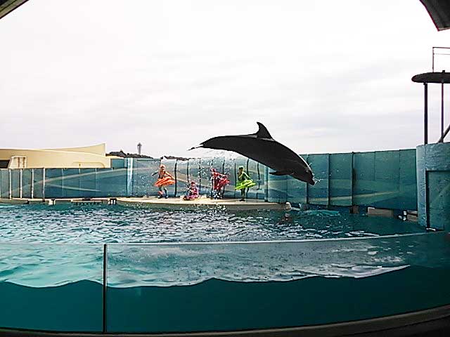 イルカのショー(新江ノ島水族館)