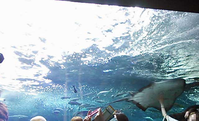 下から見上げる水槽(新江ノ島水族館)