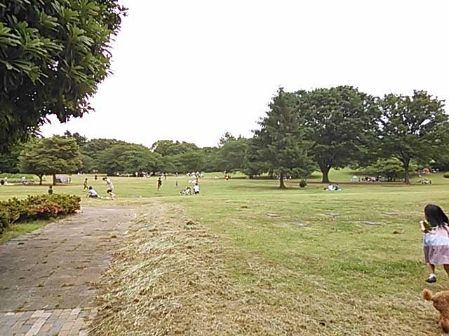 芝生広場-都立 光が丘公園(ひかりがおかこうえん)/東京都練馬区・板橋区