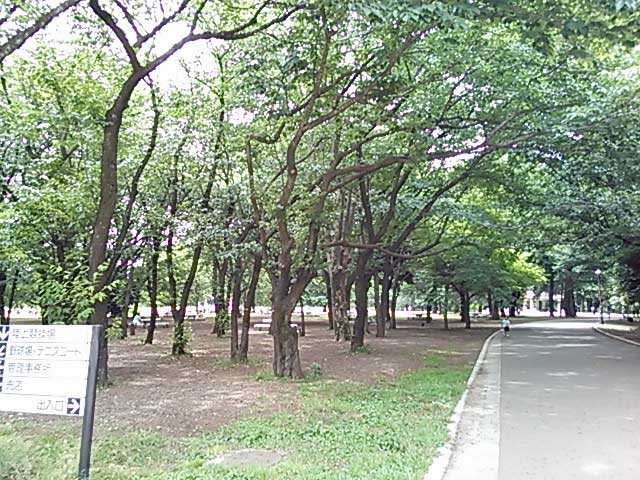 生い茂る樹木-都立 光が丘公園(ひかりがおかこうえん)/東京都練馬区・板橋区