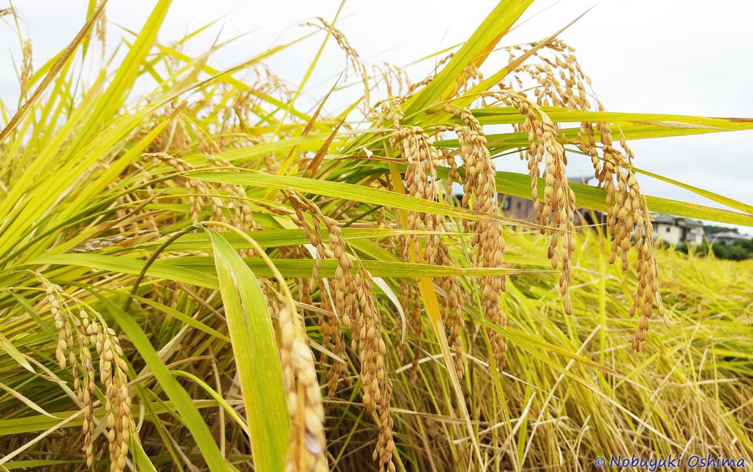 稲穂(お米農家)