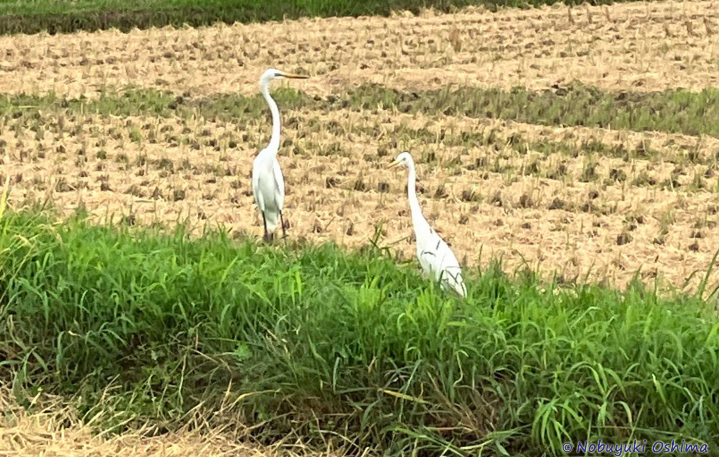 白鷺(シラサギ)