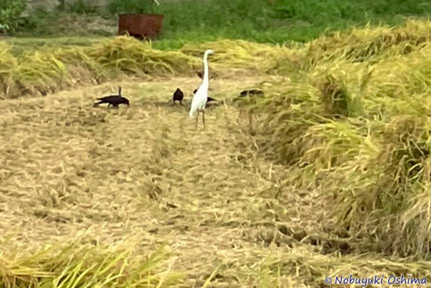 こぼれた実(お米)を食べるカラスと白鷺(しらさぎ)