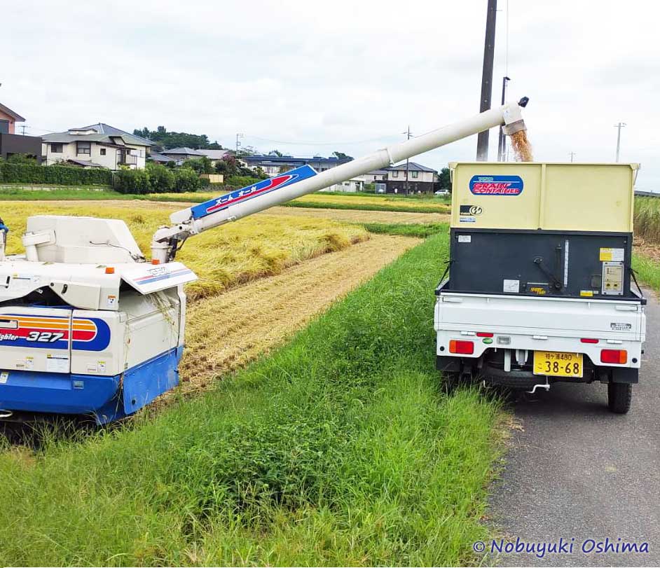 コンバインで刈った実を軽トラに積み移す