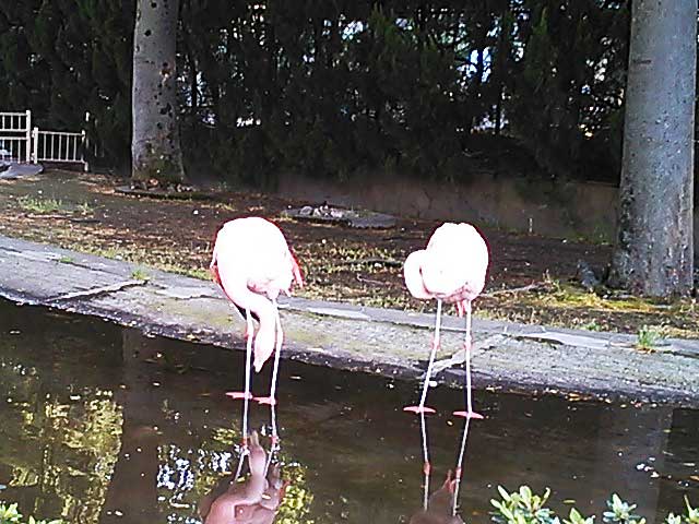 フラミンゴ-こども動物園 本園(東板橋公園内) 東京都板橋区