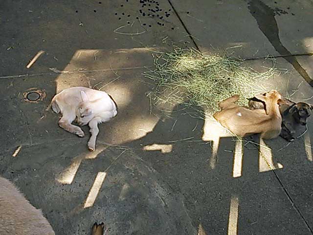 ヤギの赤ちゃん-こども動物園 本園(東板橋公園内) 東京都板橋区