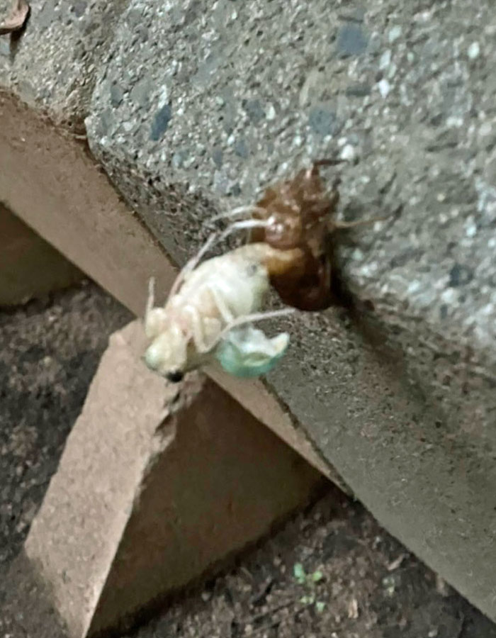 蝉（セミ／せみ）が脱皮して羽化（うか）するところ