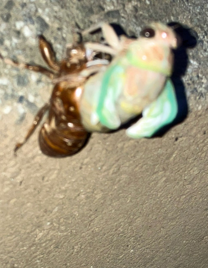 蝉（セミ／せみ）が脱皮して羽化（うか）するところ