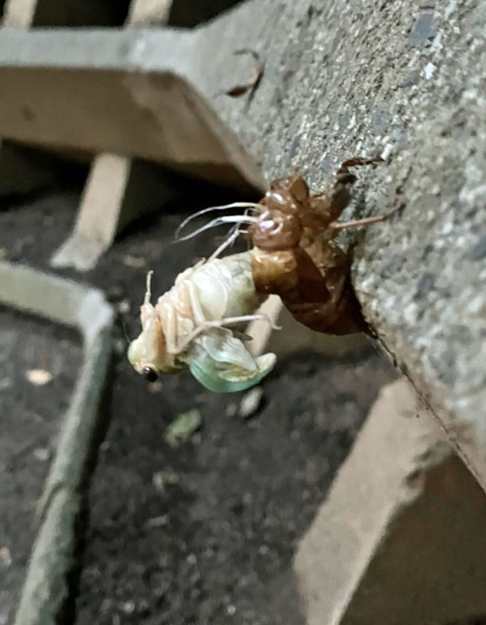 蝉（セミ／せみ）が脱皮して羽化（うか）するところ