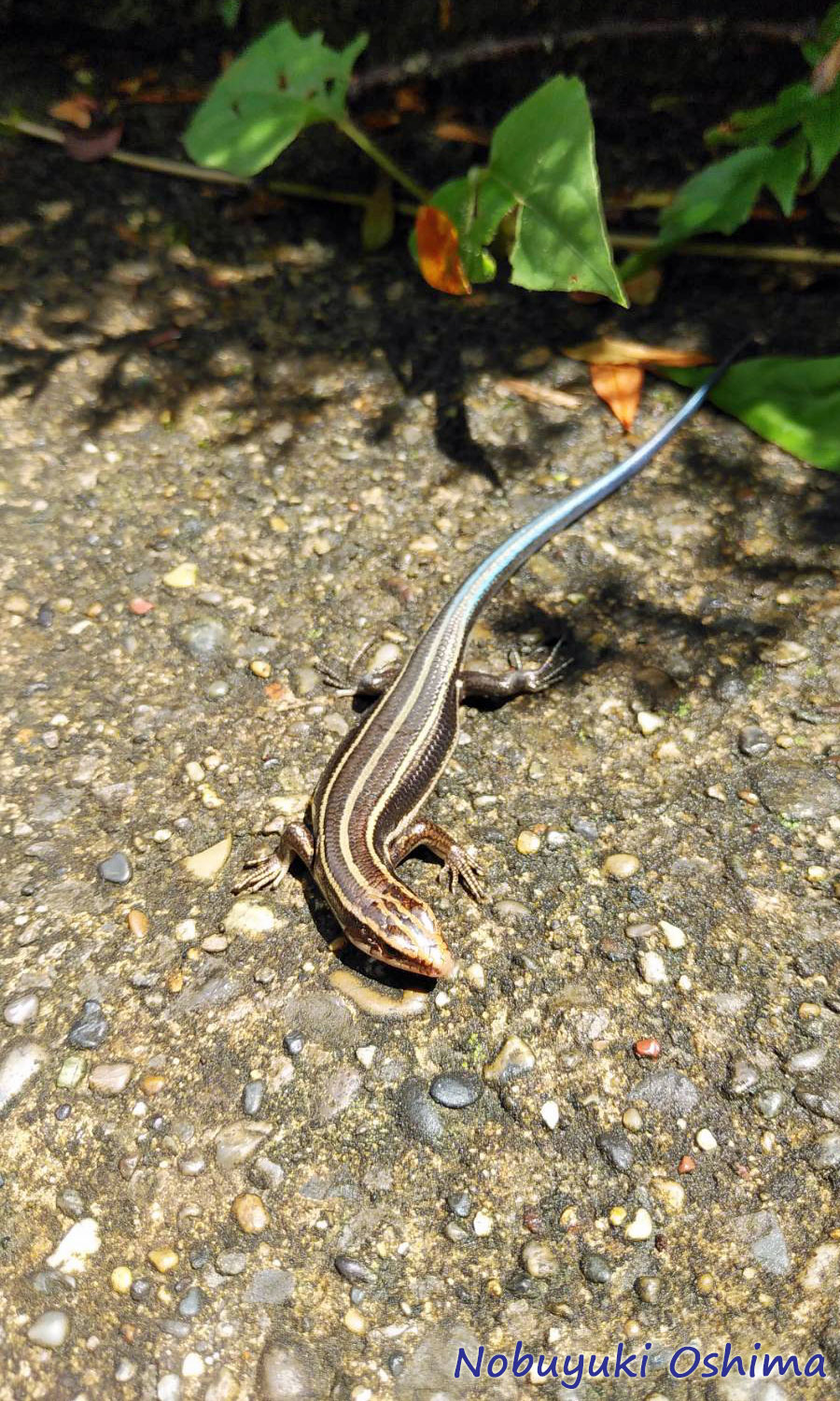 ニホントカゲ（ヒガシニホントカゲ）