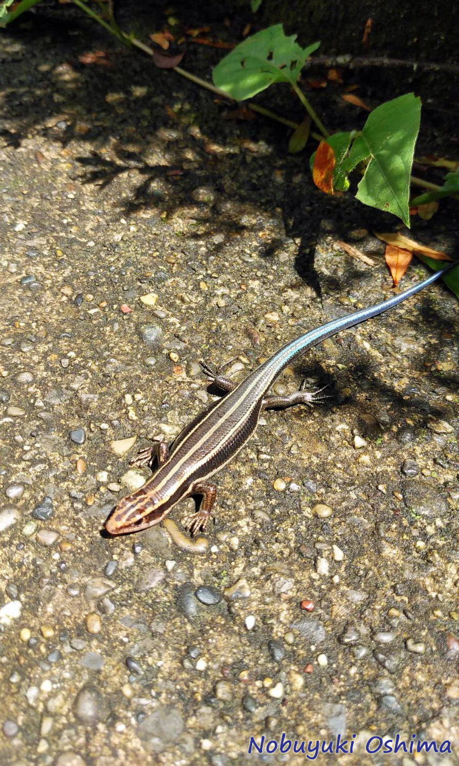 ニホントカゲ（ヒガシニホントカゲ）