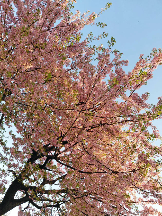 公園に咲いた桜の木