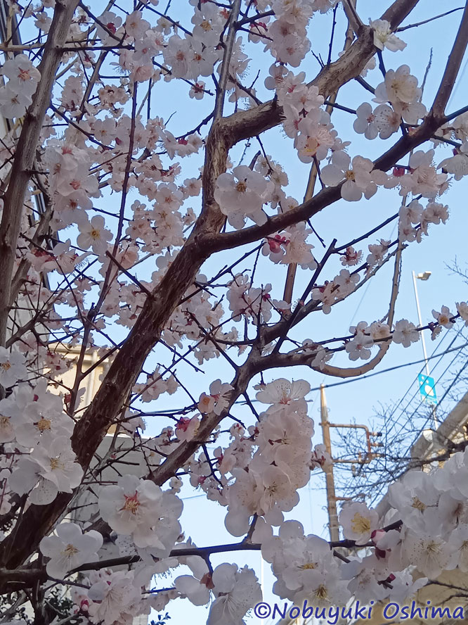 道沿いの庭先の桜