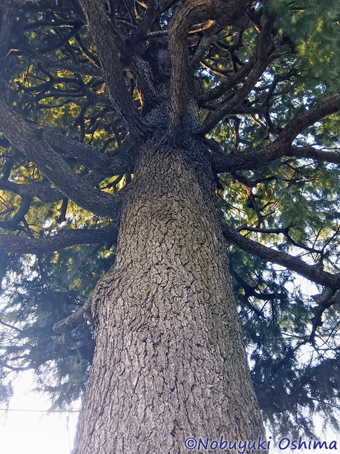 ヒマラヤスギの樹木