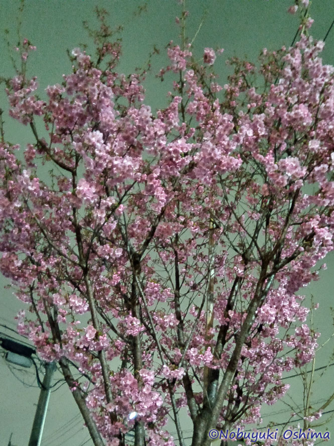 咲き始めた桜(2026年3月20日)