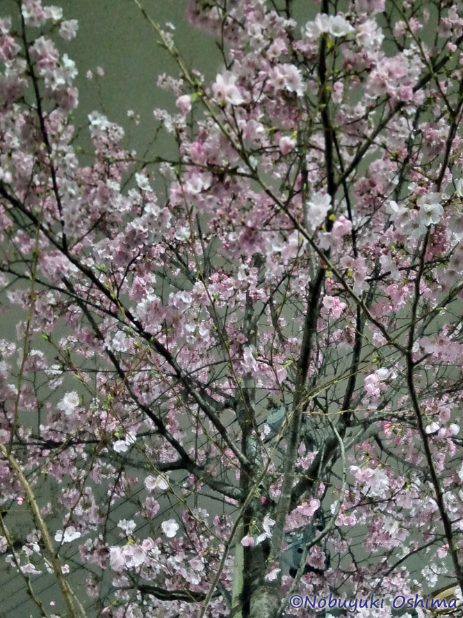 咲き始めた桜(2026年3月20日)